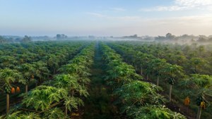 Orchard Aerial View