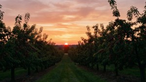 Orchard Sunset