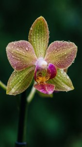 Orchid Dew Drops