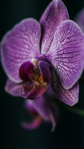 Orchid Noir