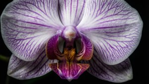 Orchid Velvet Veins
