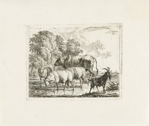 Os, geit en drie schapen in ondiep water