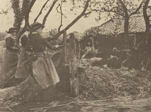 Osier=Peeling. [Norfolk.]