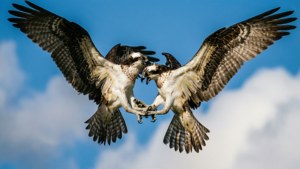 Osprey Air Clash