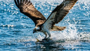 Osprey Diving Catch