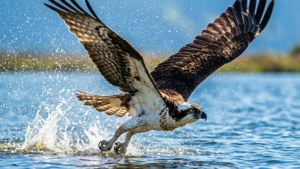 Osprey Mid-Dive