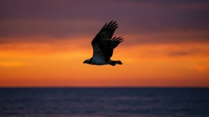 Osprey Sunset Silhouette