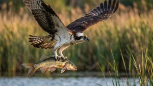 Osprey with Prey