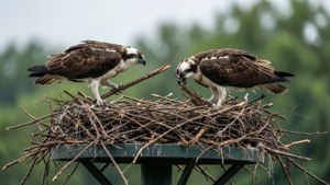Ospreys Nest Building