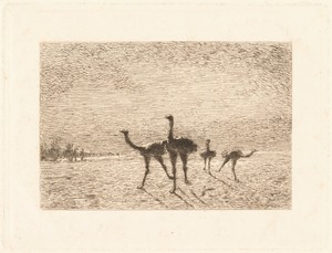 Ostriches in the Desert
