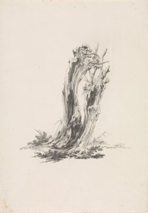 Oude wilgenboom