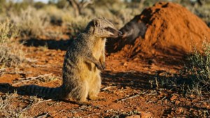 Outback Sentinel