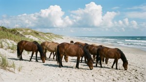 Outer Banks Mustangs