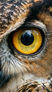 Owl Eye Macro