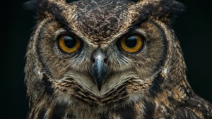 Owl Eyes