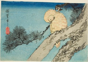 Owl on pine branch