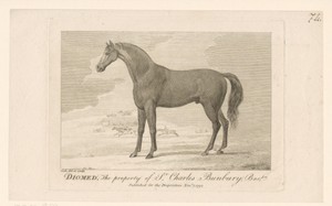 Paard