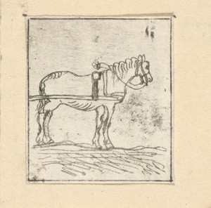 Paard