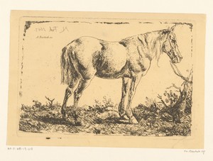 Paard aan een boom