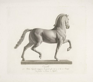 Paard