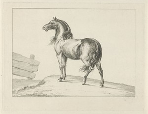 Paard