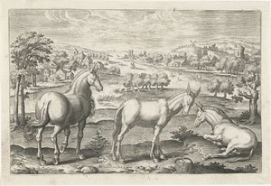 Paard en ezels