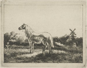Paard in weide