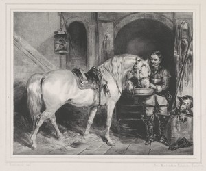 Paard krijgt te drinken