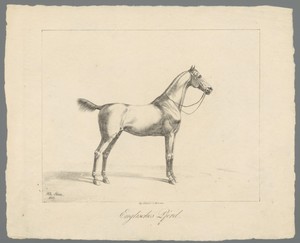 Paard met korte staart en manen