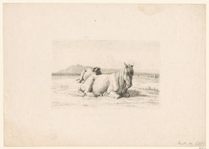 Paard met veulen in een weiland