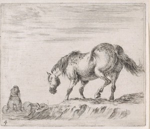Paard op een heuvel