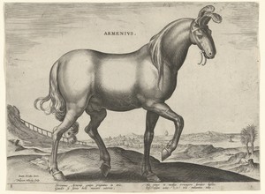 Paard uit Armenië (Armenius)