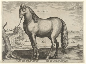 Paard uit Bretagne (Brittanus)