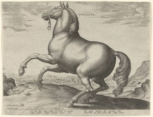 Paard uit Frankrijk (Gallicus)