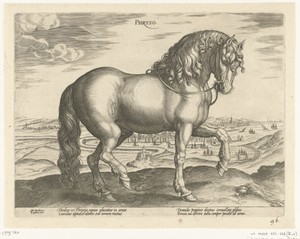 Paard uit Friesland