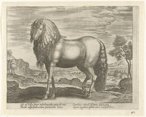 Paard uit Roemenië (Dacus)