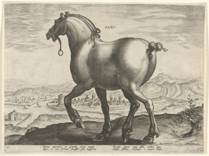 Paard uit Saksen