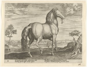 Paard uit Sardinië