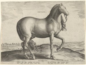 Paard uit Sicilië (Siculus)