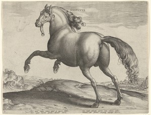 Paard uit Spanje (Hispanus Alter)