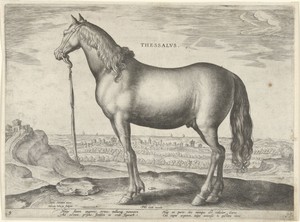Paard uit Thessalië (Thessalus)