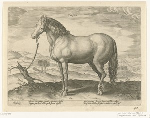 Paard uit Turkije