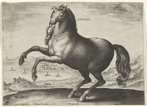 Paard uit Zuid-Italië (Appulus)