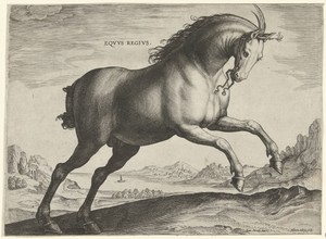 Paard van het ras Equus Regius (de Koninklijke)