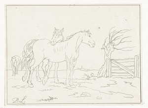 Paarden