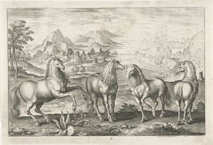 Paarden