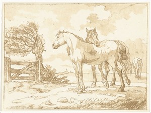 Paarden