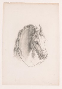 Paardenhoofd met hoofdstel