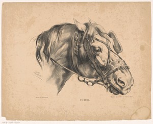 Paardenhoofd met hoofdstel