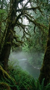 Pacific Northwest Misty Forest